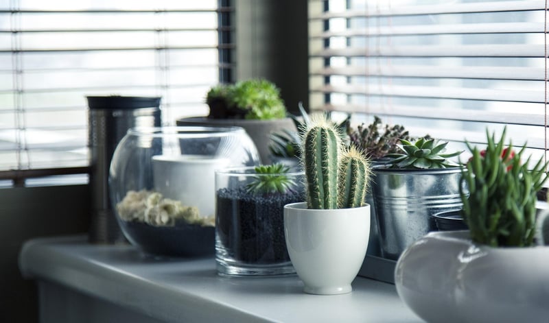 Greenery and Natural Elements